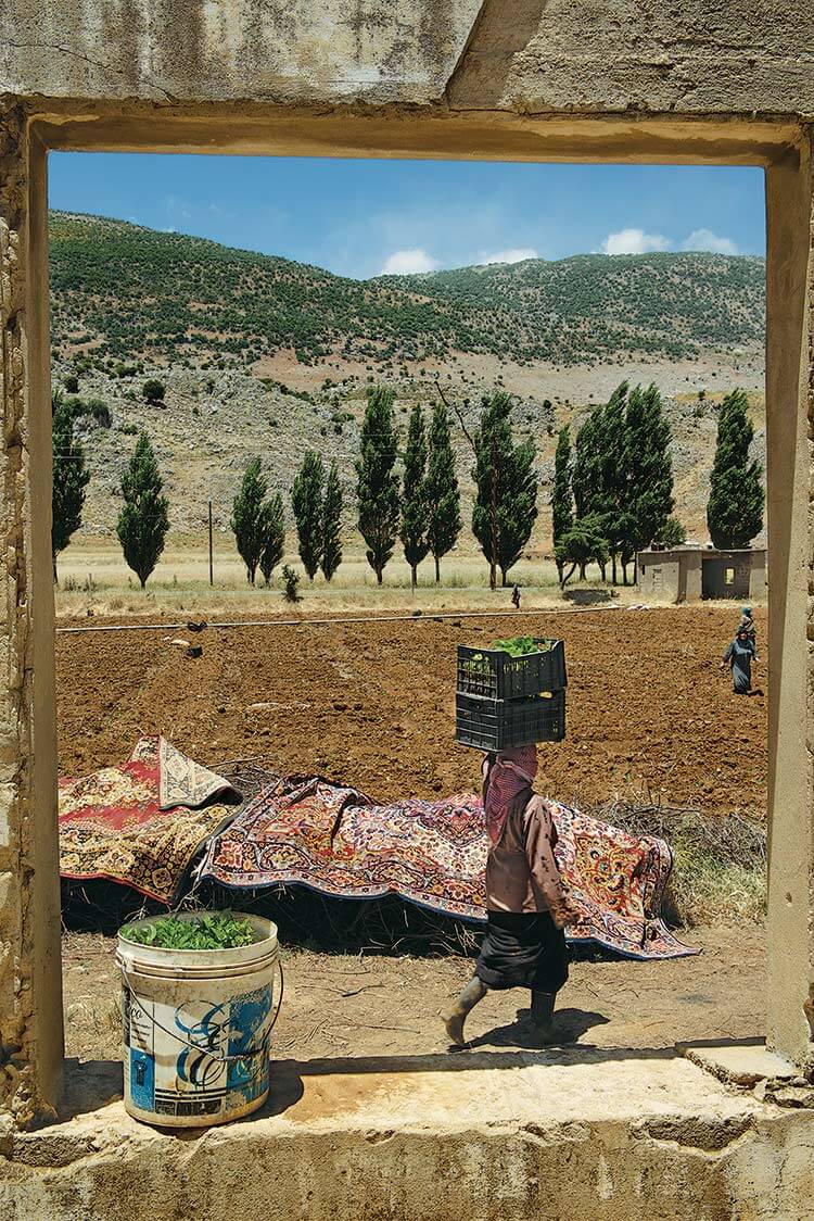 A view of the rounded mountaintops framing Bekaa Valley, whose fields served as the Roman Empire's breadbasket.