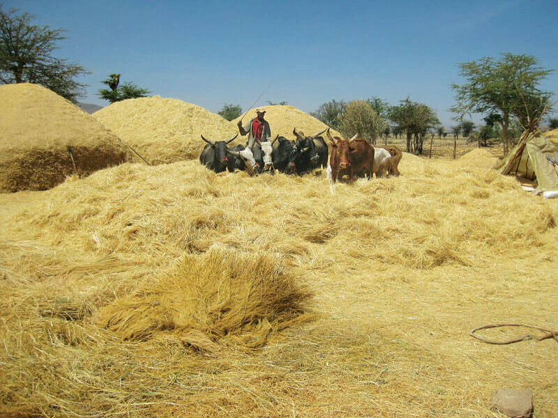 Oxen trample Ethiopian teff crops, threshing, or loosening, the edible parts of the grain. 