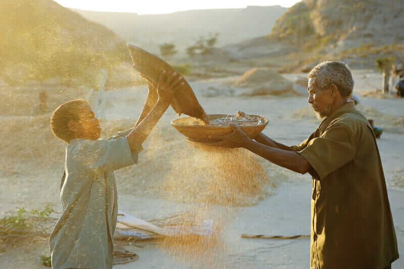 A father and son pass teff grains back and forth, winnowing the chaff from the edible parts. 