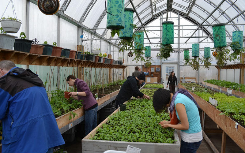 Locals at work in Iqaluit's community greenhouse, where summer temps can still drop below zero.