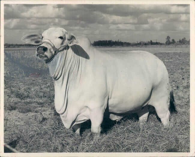 Original 8 in. x 10 in. Black and White Photo of Brahma Cow Miss Dusty Manso, Dated 1957