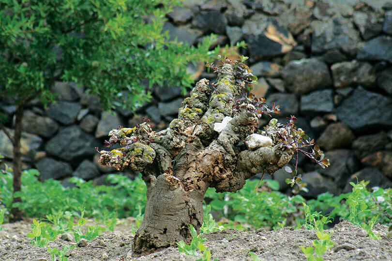 A Salina caper bush in April sprouts after being cut back in the winter months