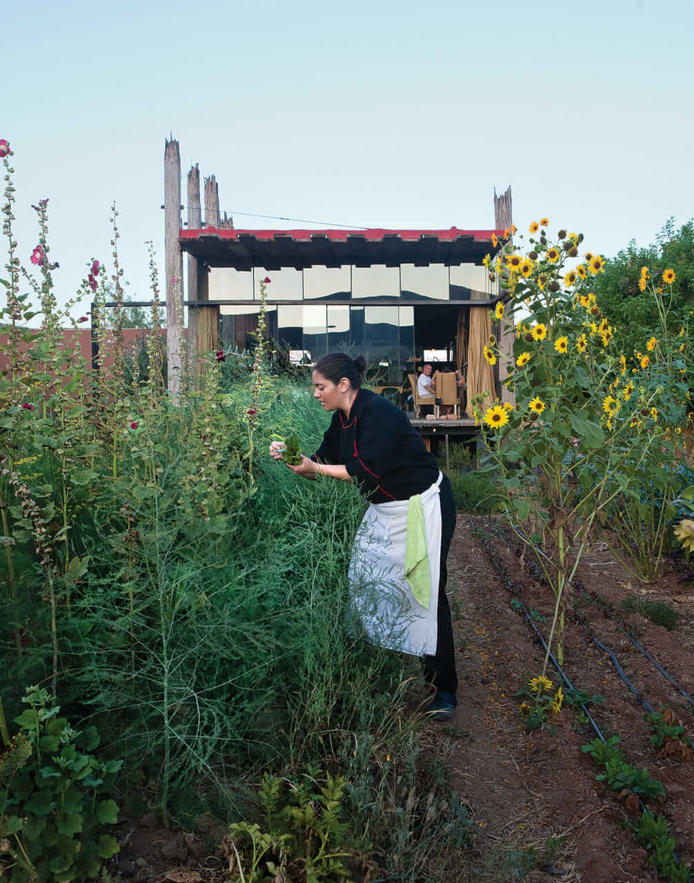 A chef at CorazÁ³n de Tierra selects eneldo (dill) sprigs from the orchard.