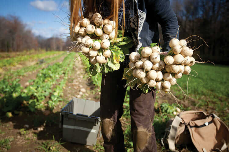 Student Tess Morningstar picks fall turnips