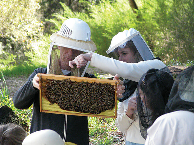 Beekeepers in training, students pull hive frames from a bee box;
