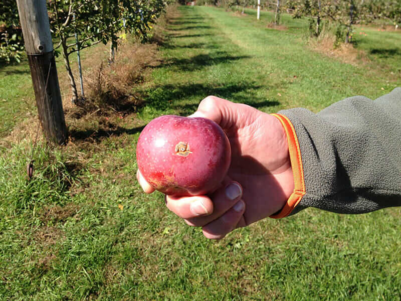 UNH plant pathologist Kirk D. Broders holds up an apple with a scab. 