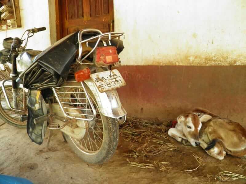 Rama Krishna's Honda motorcycle, which he rode to a neighbor's field to hang himself from a tamarind tree. The cow is a gift from the elder sister of Shanthamma, Krishna's widow, so her children would have milk to drink.