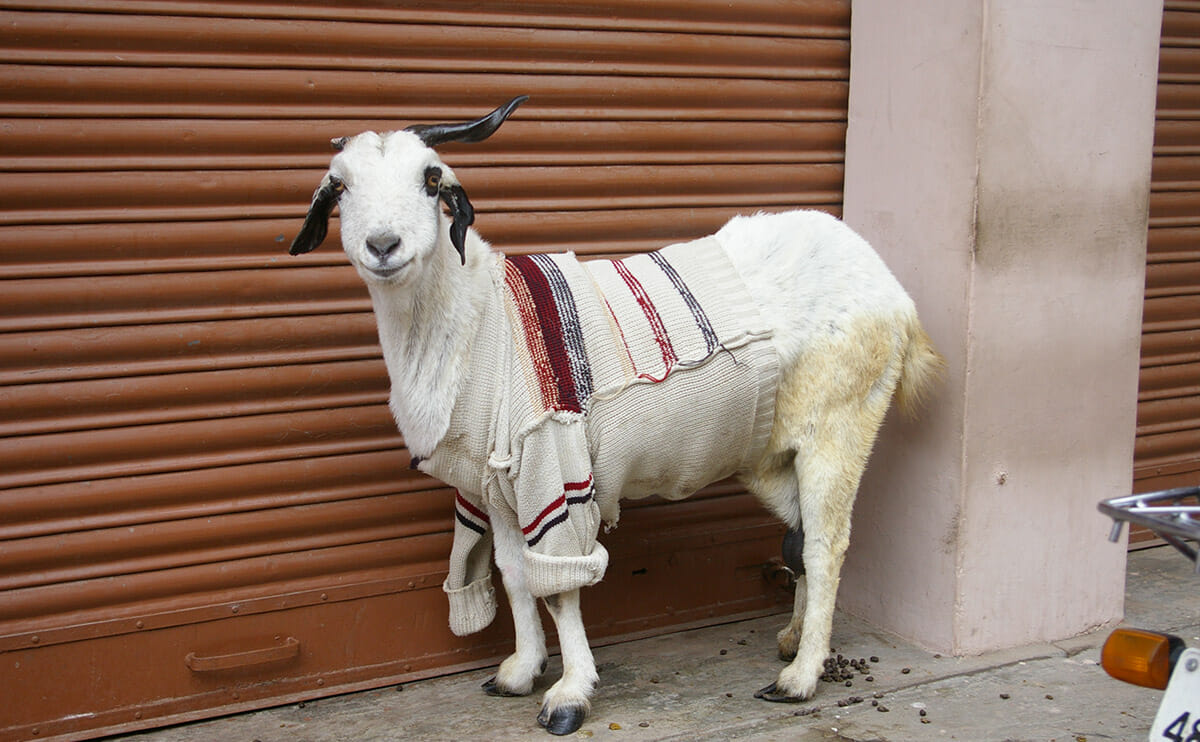 Photo Essay: Goats in Sweaters - Modern Farmer