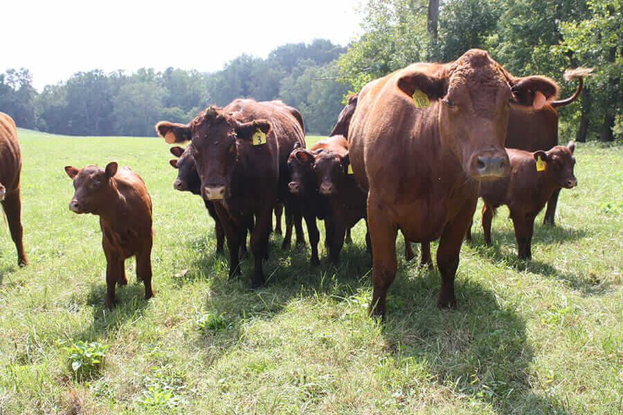 Red poll heifers and calves.