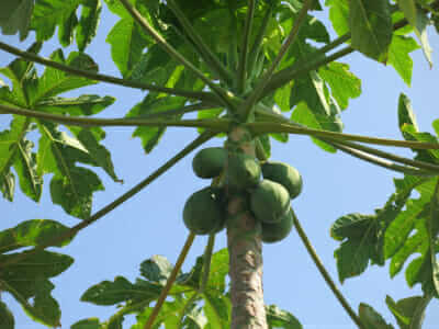 Big Island papayas.