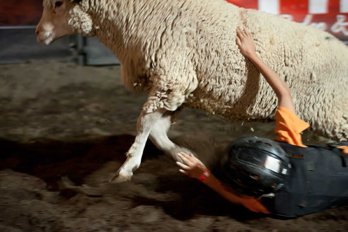 A competitor falls from his ewe during his ride. 