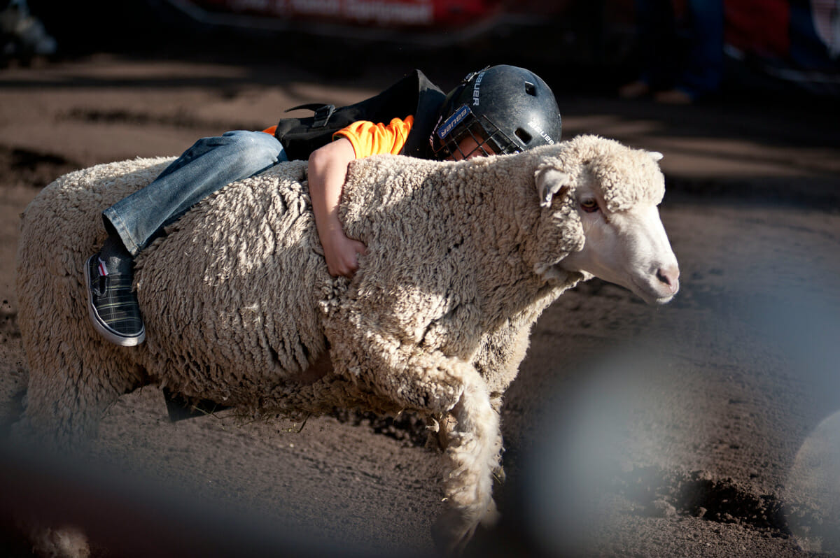 6 Seconds and a Sheep: Welcome to the World of Mutton Busting - Modern  Farmer