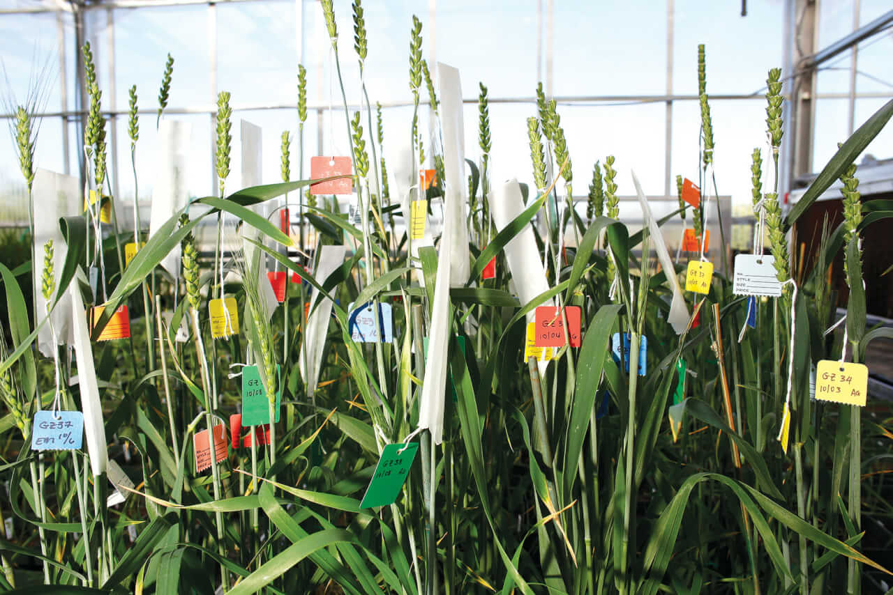 Lab wheat at Kansas Wheat Innovation Center, where virulent crop diseases are studied.