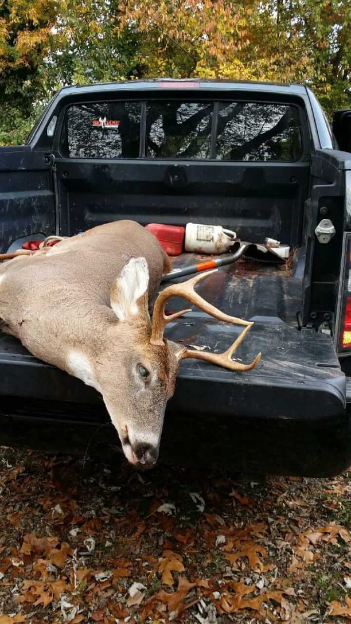 A deer killed in suburban Virginia by Howard Curtis. Photograph by Howard Curtis.