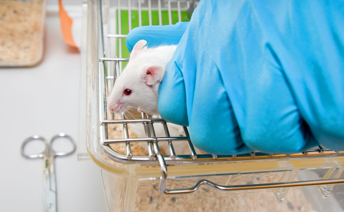 Şezlong Takdim etmek italik  Farm Confessional: I Bred Mice for Medical Testing | Modern Farmer