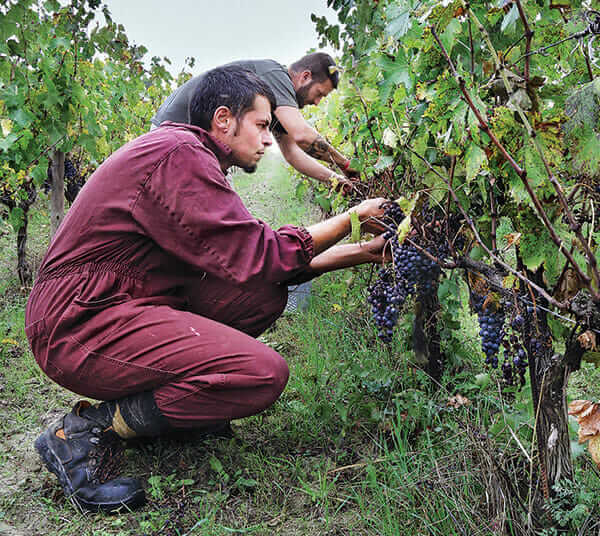 At San Patrignano, residents are served wine with meals  -  drinking wine is an integral part of the Italian culture, and not an issue with the majority of residents  -  here, two residents work in the vineyard, picking grapes.