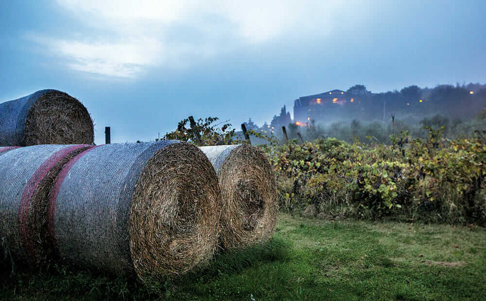 A view of the vine- yards surrounding San Patrignano, with the center's main building visible in the distance.