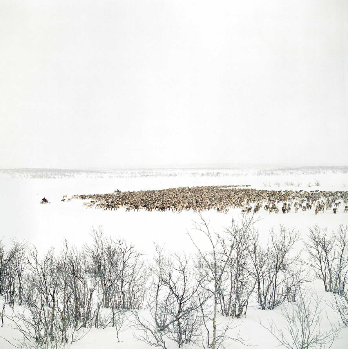 Left on their own, reindeer will stray many miles from the herd. Herders spend much of their time fetching small groups scattered across the tundra.