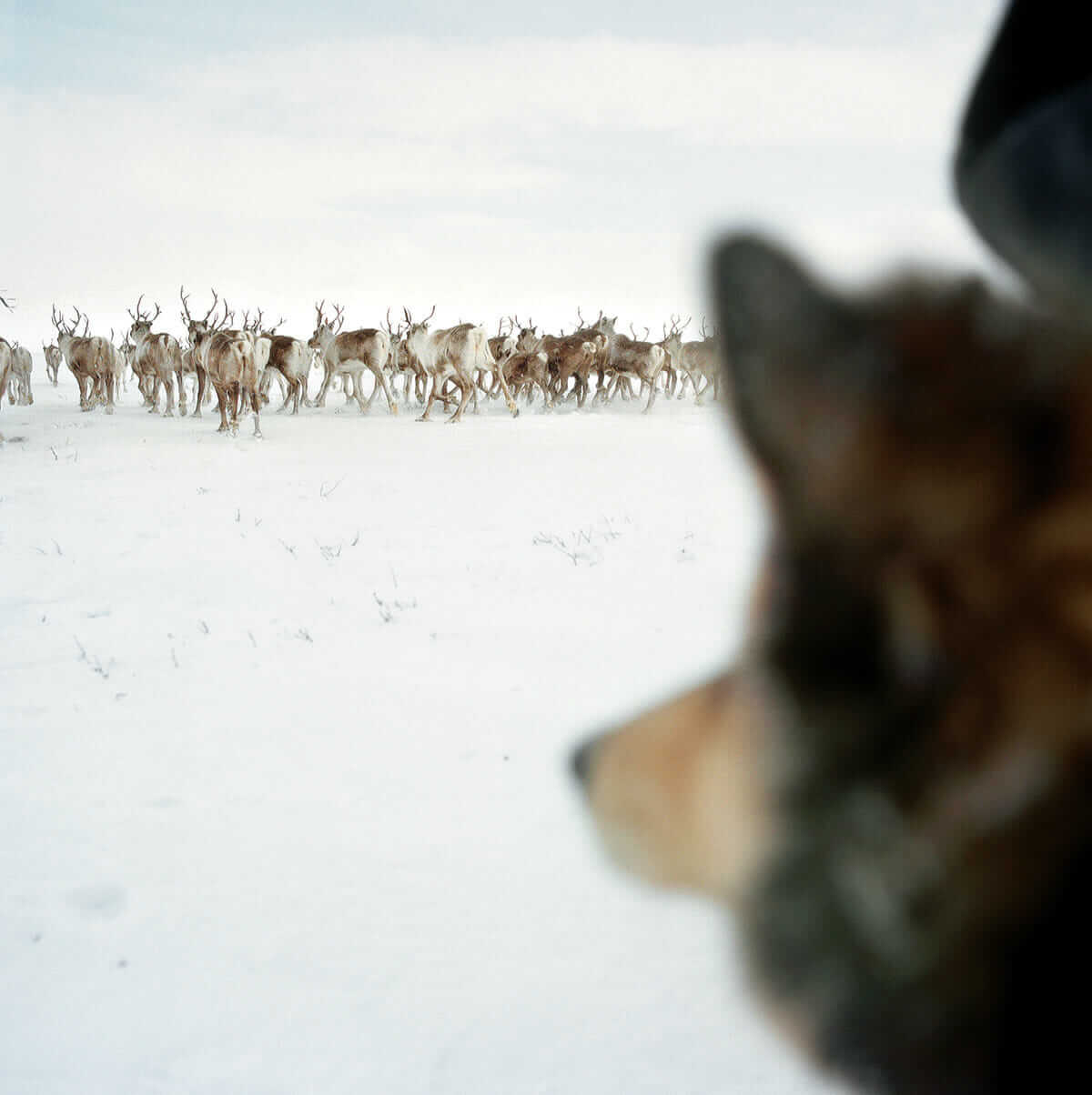 Sami dogs are essential to herding: They run fast in snow, and reindeer heed their barks. When dogs aren't available, Sami herders imitate their yaps.