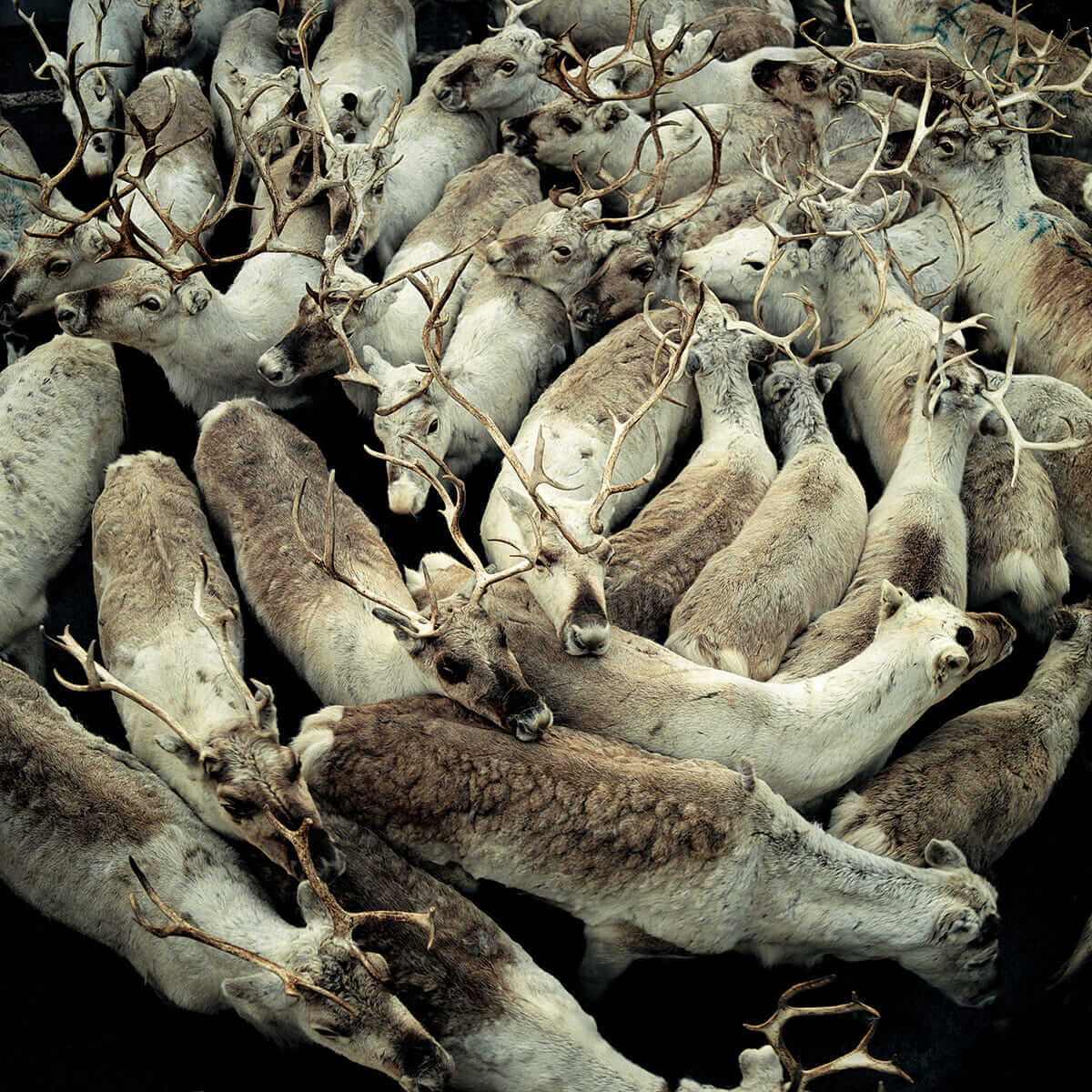 When reindeer are gathered for any reason, such as boat travel or butchering, they will turn around each other in tightly packed circles.