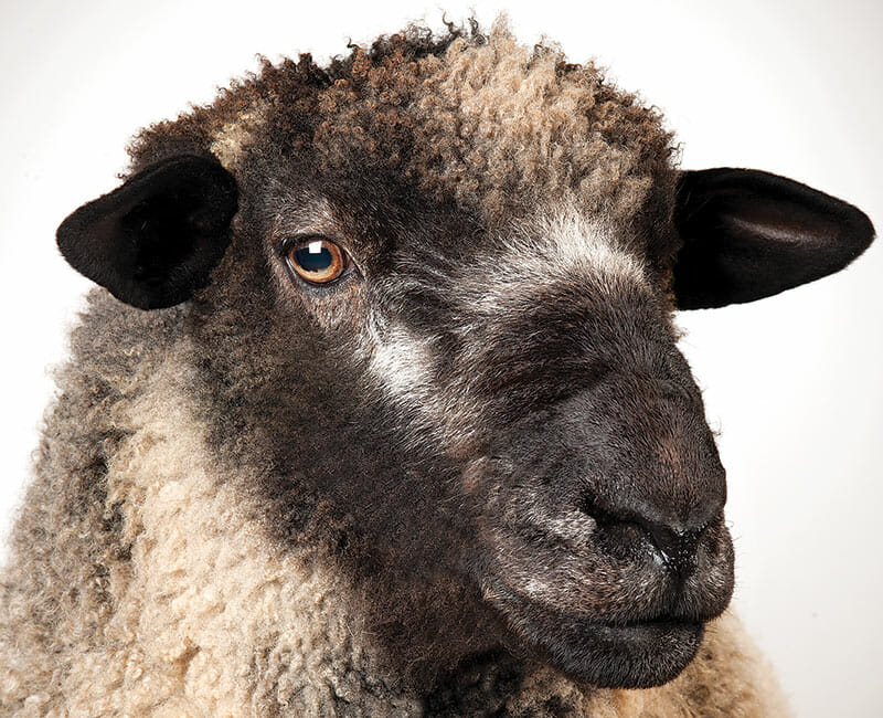 The Romney sheep, a long-wooled variety commonly raised in the UK and New Zealand.