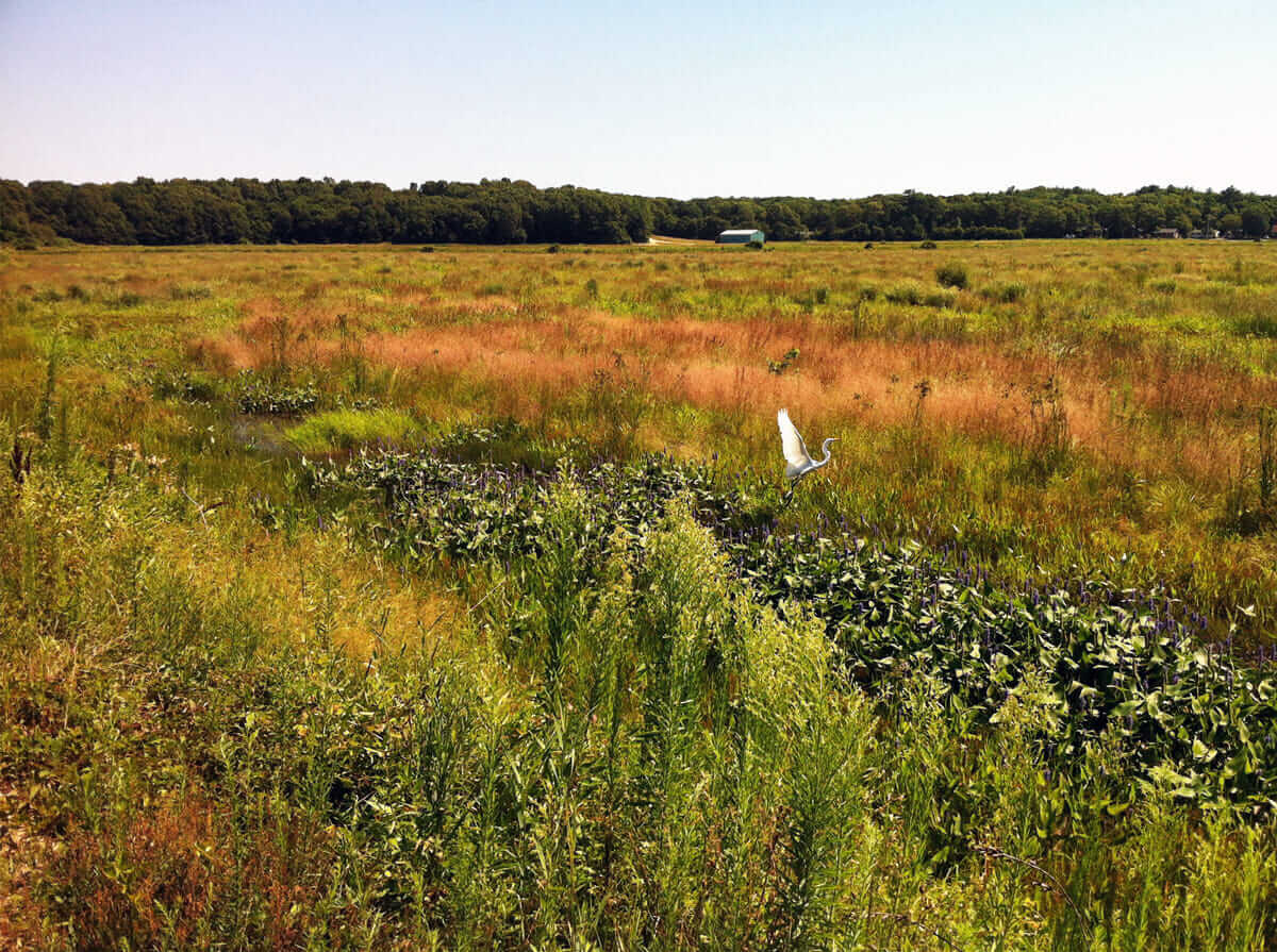 Egret takes flight on easement. 