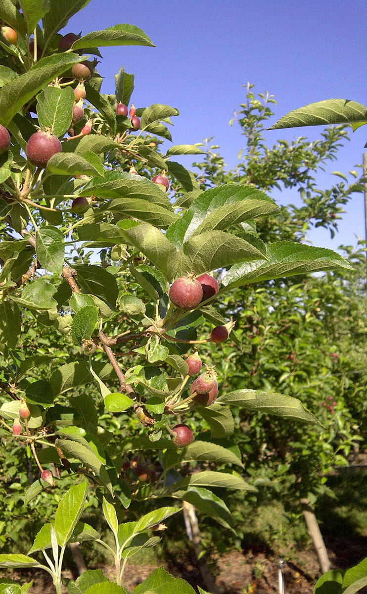 Arctic apples growing in Washington State test block.