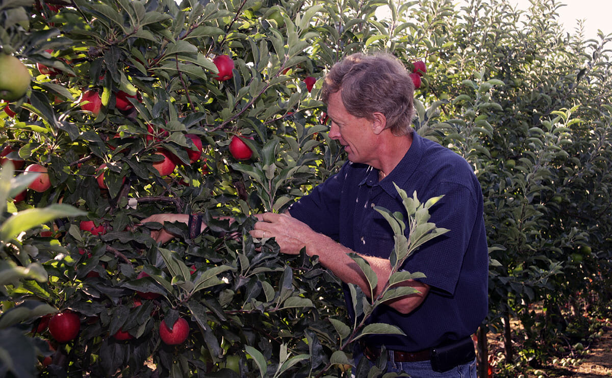 OSF president Neal Carter picking an Arctic apple.