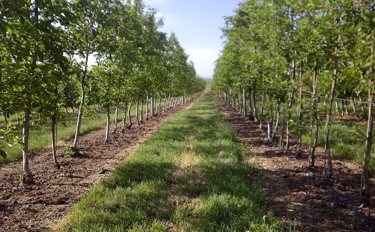 Arctic apple test block in Washington State.