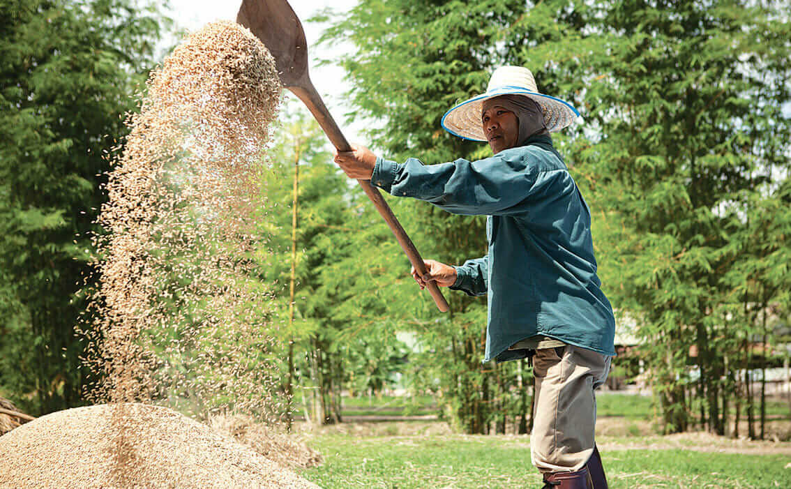 Guests and students can help cultivate rice at Traihdos Three-Generation Cooking and Farm Academy.