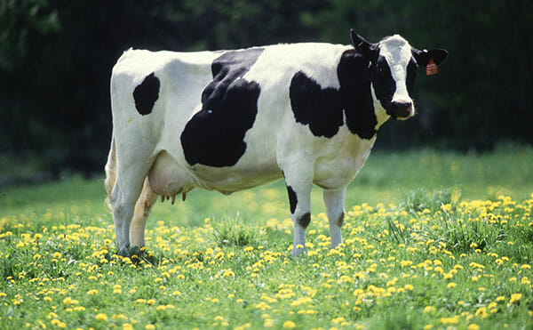 You're a Cow - Modern Farmer Animal Quiz
