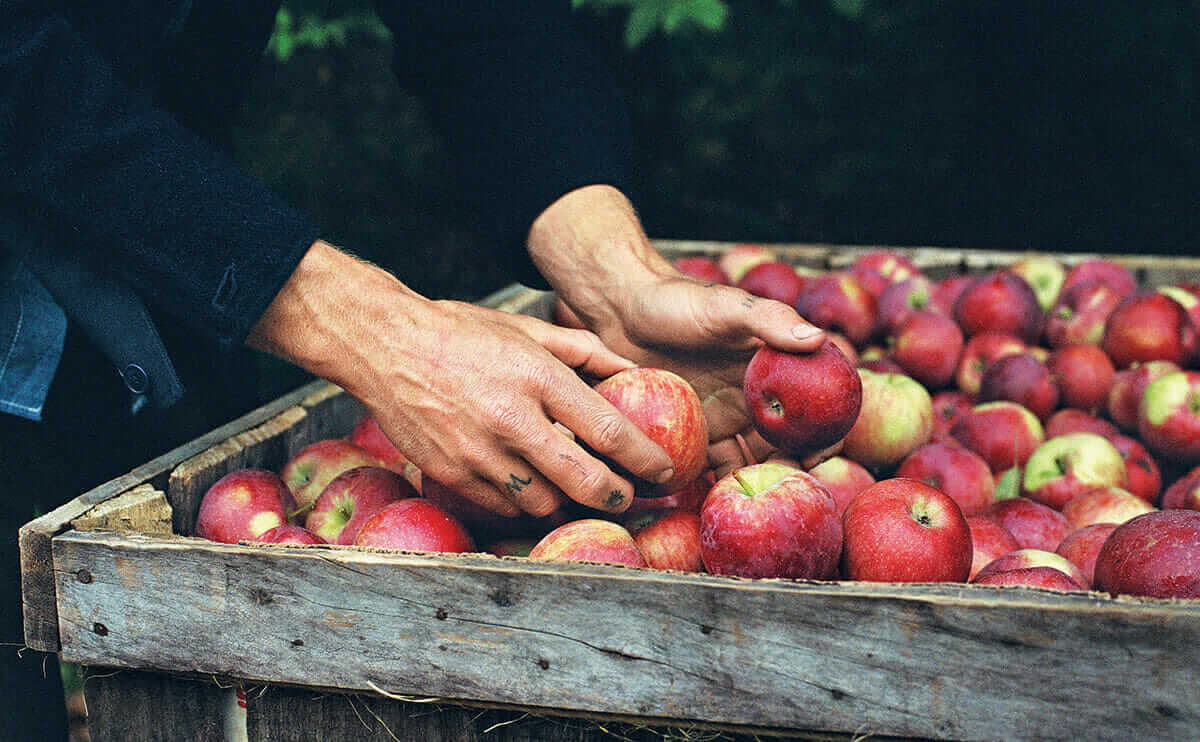 Montgomery Place Orchards in Annandale-on-Hudson grows more than 60 varieties of apples.