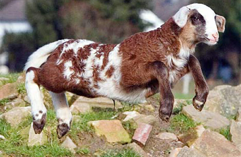 Sheep goat
