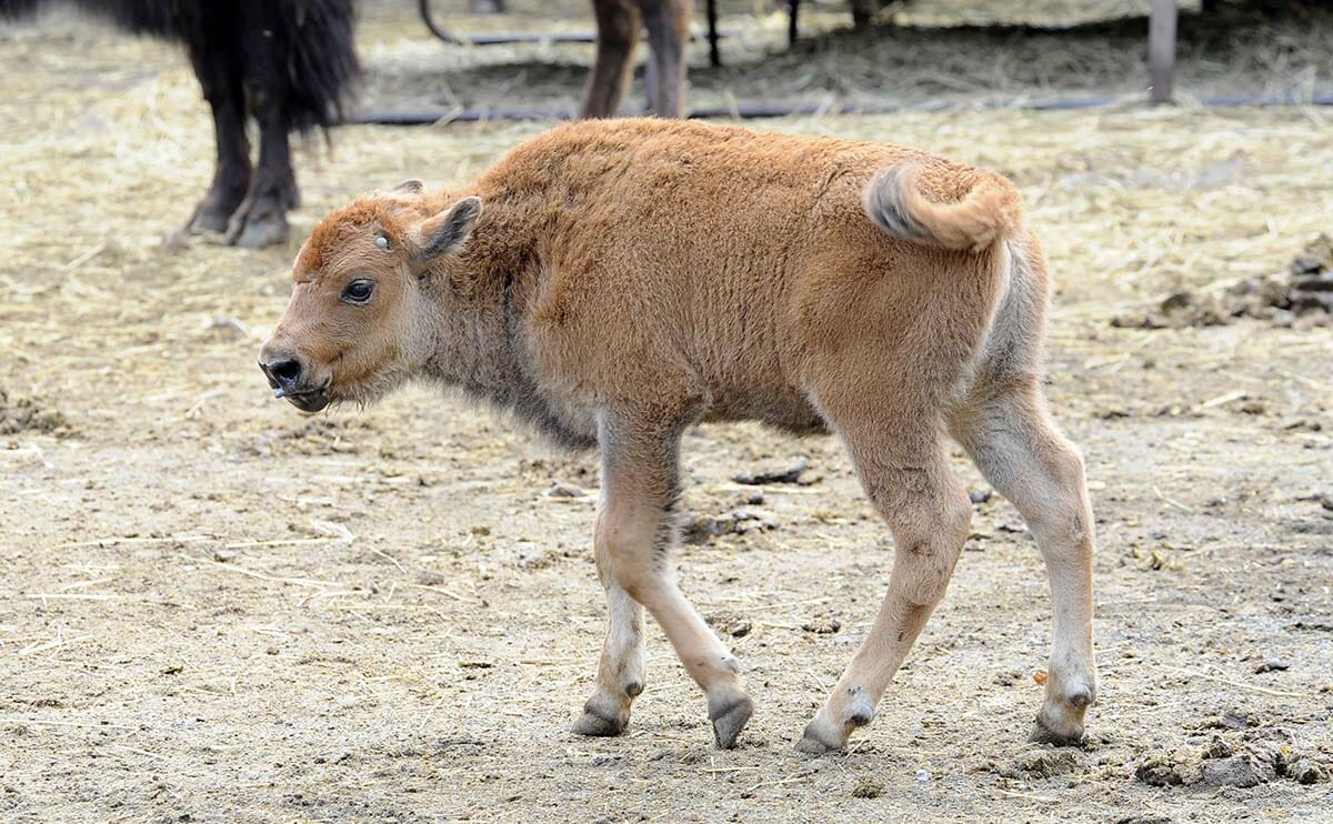 Could This Baby Bison Spark a Modern-Day Range War? - Modern Farmer
