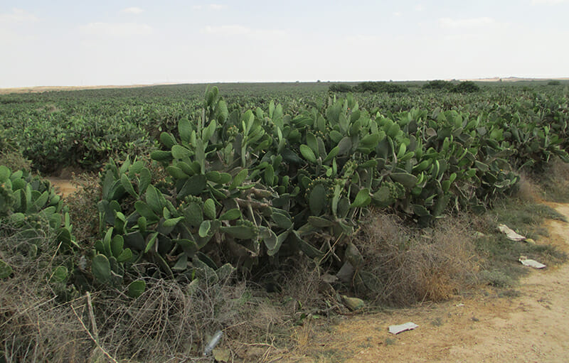 Orly Cactus Farm grows cactus pears in Israel, where the government has invested heavily in making nopales a cash crop for the region. Image via Flickr. 