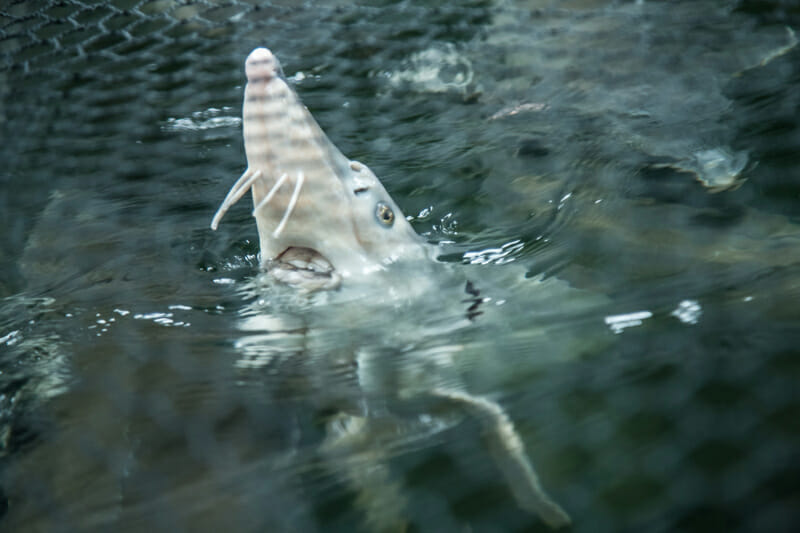 A Russian sturgeon sticks its head up out of one of the tanks 