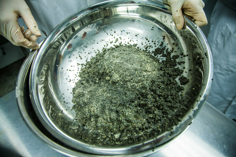 Caviar is washed in salt water for taste