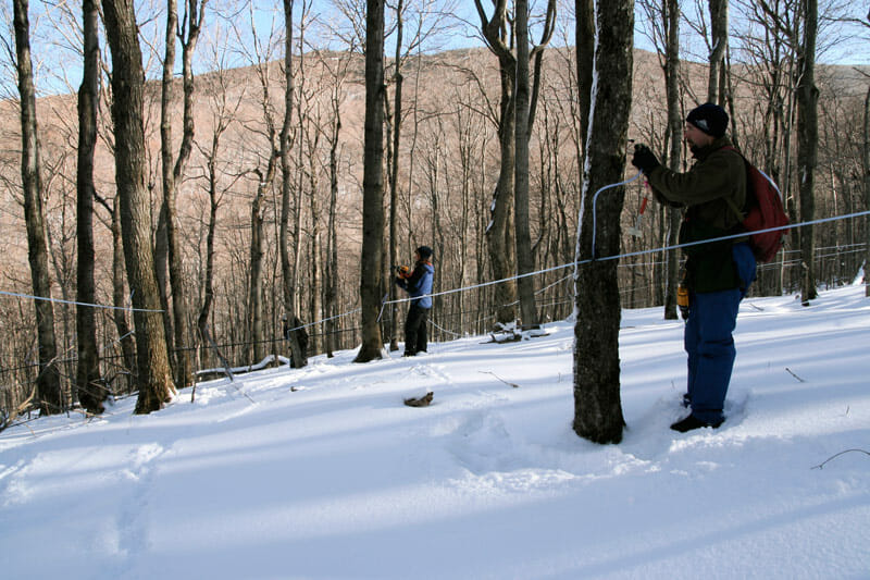 The author and crew member William Burt (foreground), high up in the mountains, tapping trees.