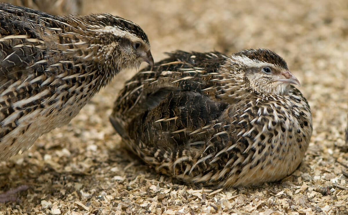 A plump quail sitting on sawdust.