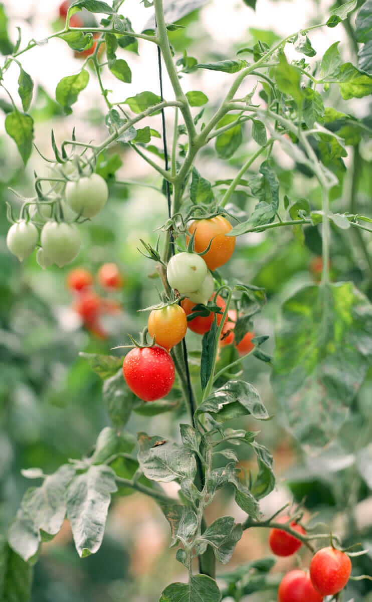 Tomatoes in the greenhouse.