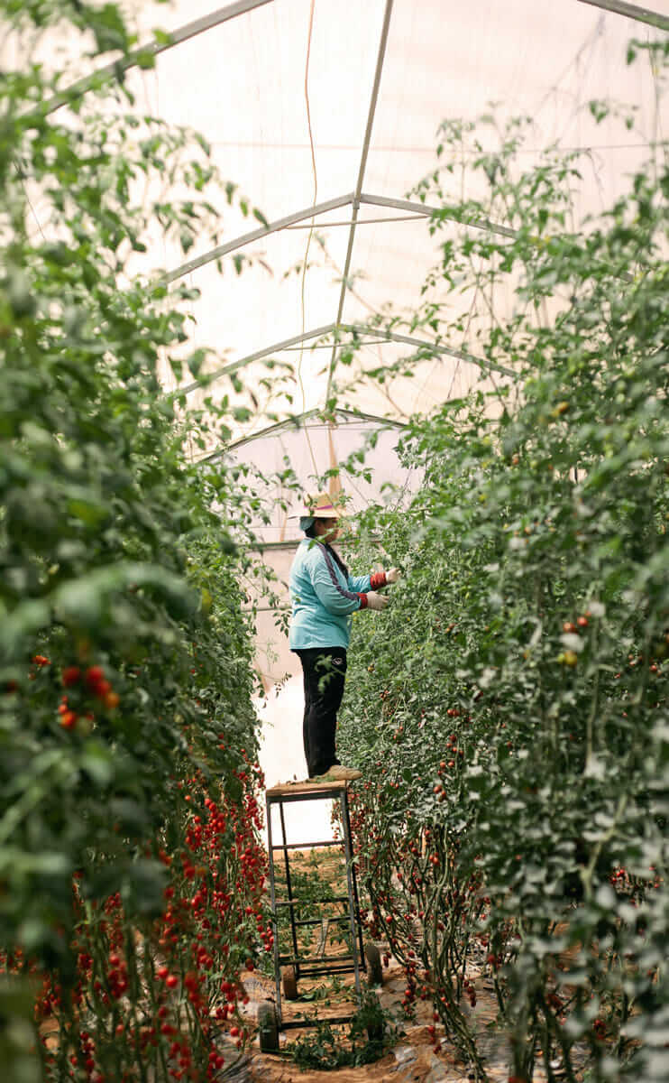 An employee harvesting tomatoes.