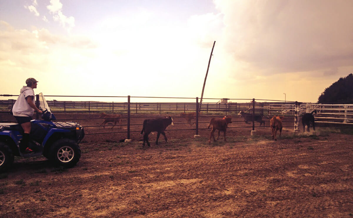 Katie herding cattle on her ATV.