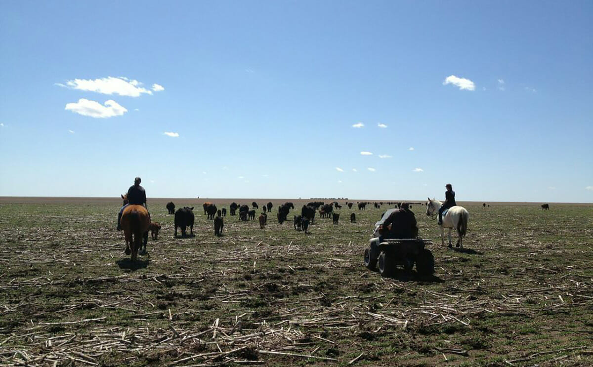 Out herding cattle on her family farm.