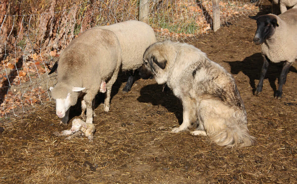 A dog watching over a newborn sheep.