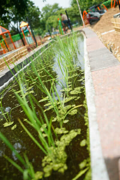 Freshly transplanted seedlings