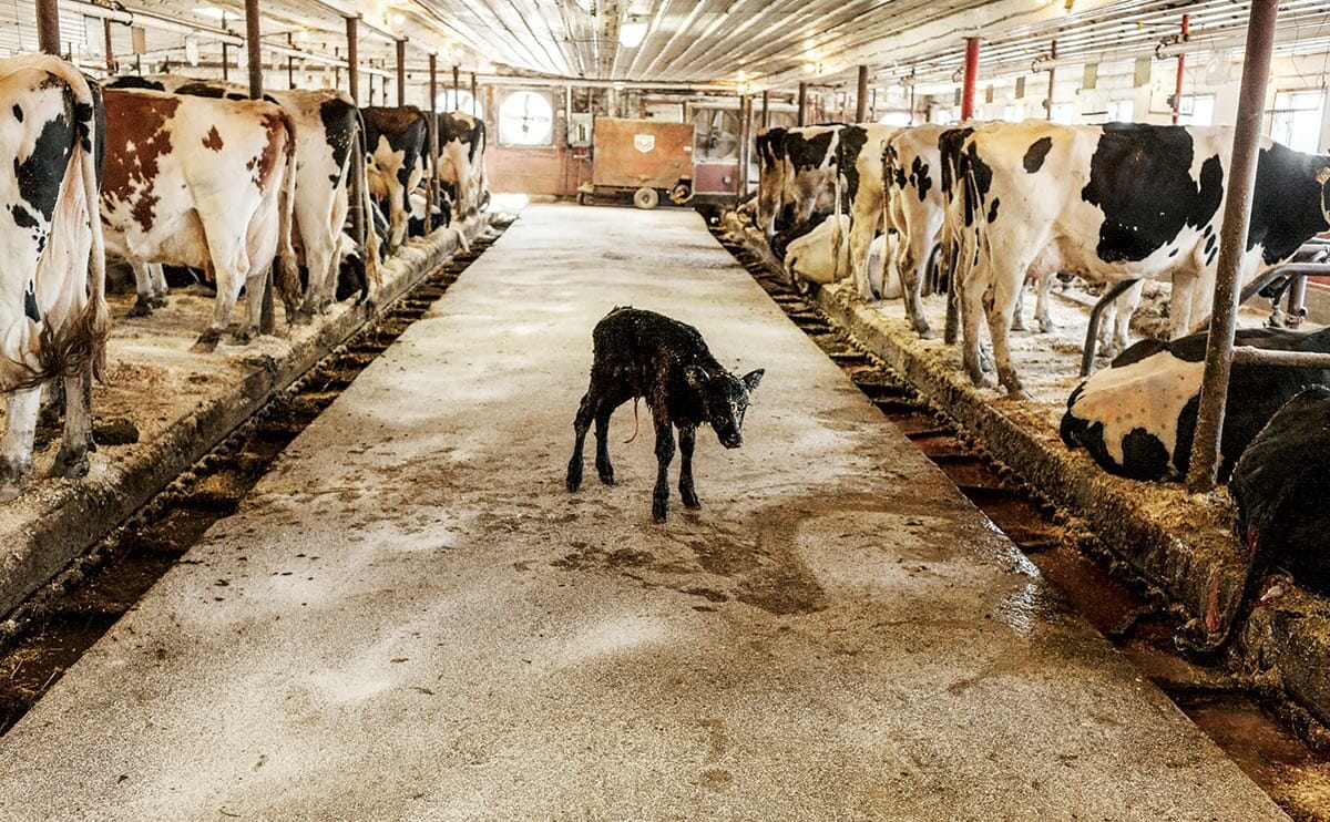 cow milk farm