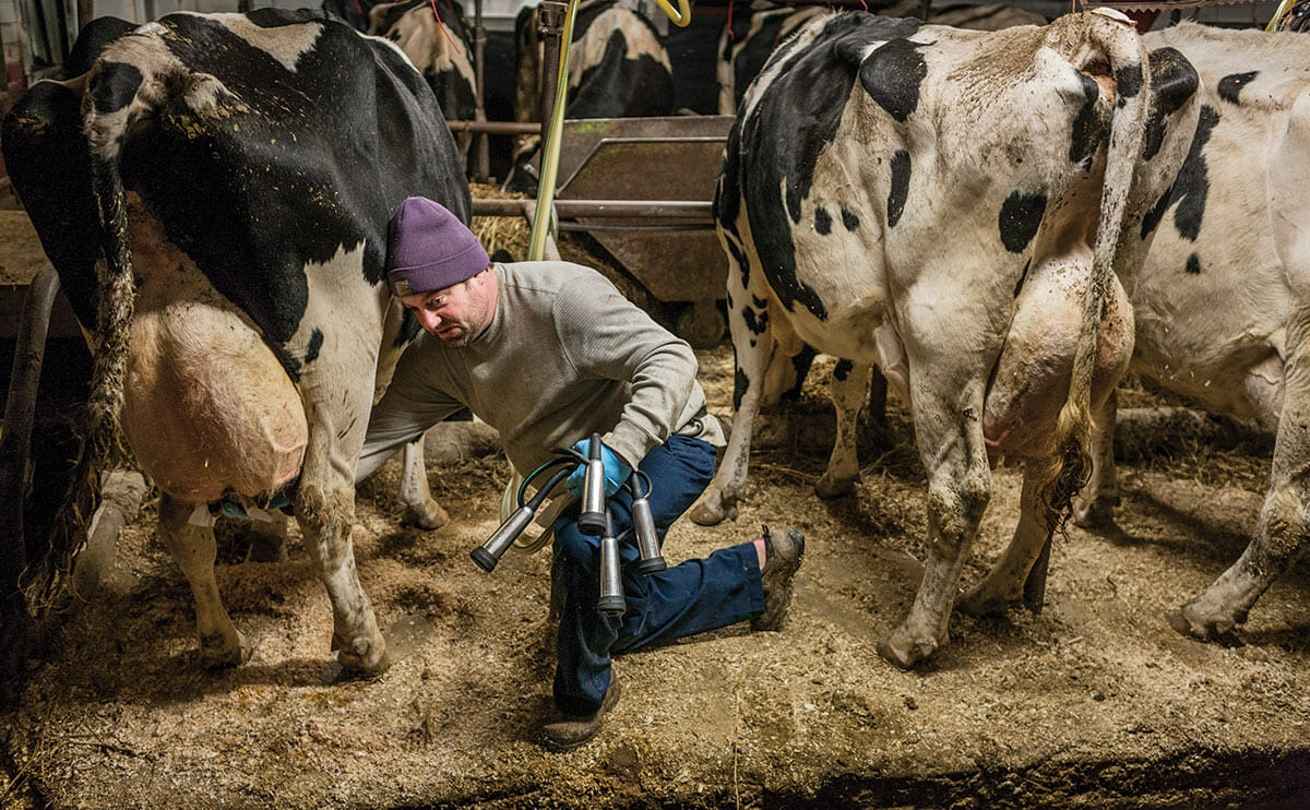 Dan Osofsky prepares a cow's udder for the milking device (in his hand). He is cleaning her teats with a solution containing iodine, a disinfectant.