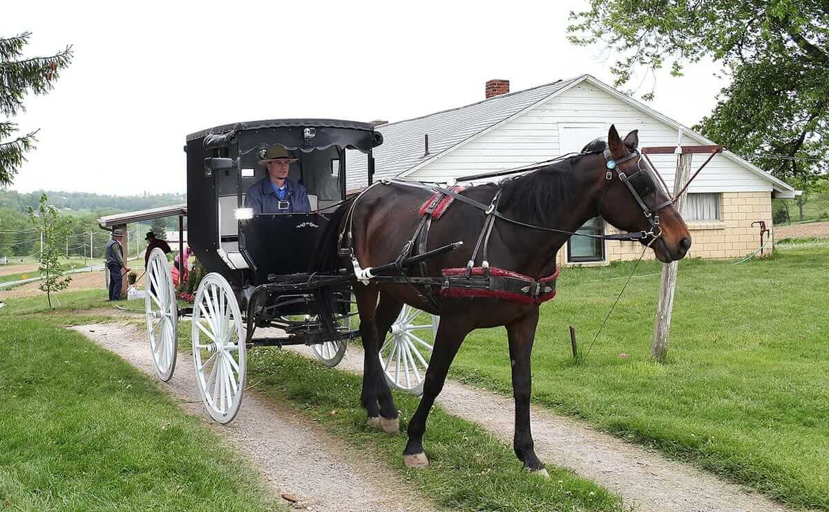 Driving the horse and buggy through the property.