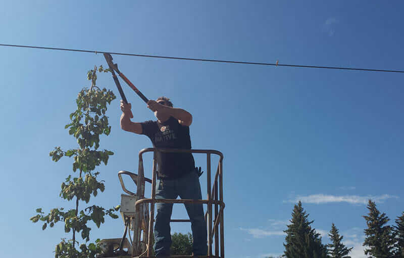 Brewer Steve Fletcher clipping the trellis at harvest time. Photo courtesy of AC Golden.