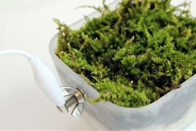 Harnessing moss power.